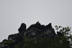 Trachypithecus leucocephalus