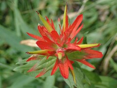 Castilleja miniata