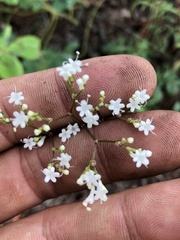 Valeriana officinalis