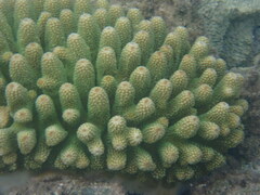 Acropora humilis
