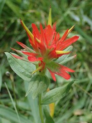 Castilleja miniata