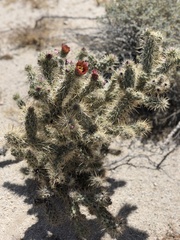 Cylindropuntia sanfelipensis