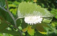 Prociphilus tessellatus