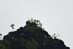 Trachypithecus leucocephalus
