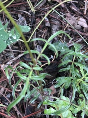 Valeriana officinalis