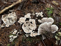 Phellodon confluens