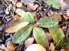 Hieracium lepidulum
