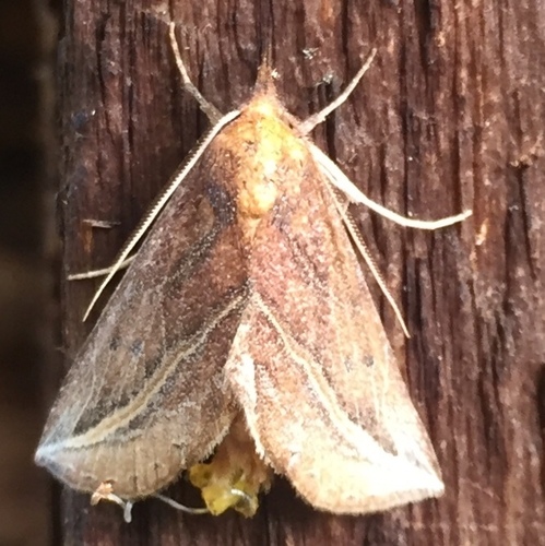 Phyprosopus callitrichoides