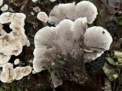 Phellodon confluens