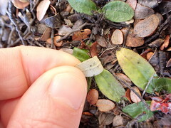 Hieracium lepidulum