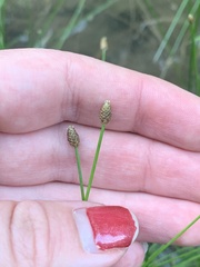 Eleocharis obtusa