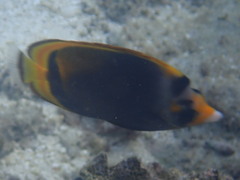 Chaetodon flavirostris