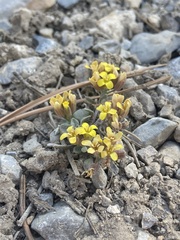 Physaria kingii