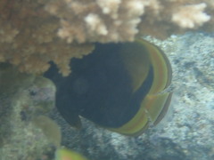 Chaetodon flavirostris