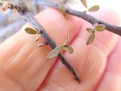 Hieracium lepidulum