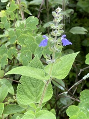 Salvia amarissima