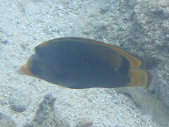 Chaetodon flavirostris