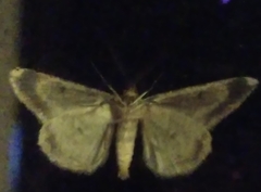 Melanolophia signataria