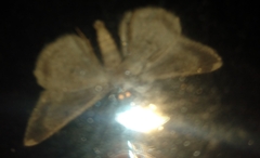 Melanolophia signataria