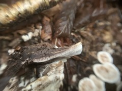Phellodon confluens
