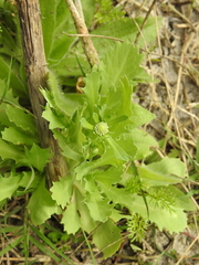 Acicarpha tribuloides