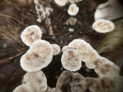 Phellodon confluens