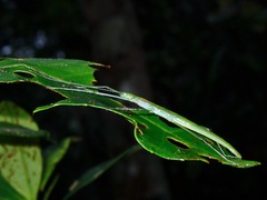 Paranecroscia