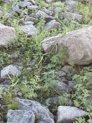 Leucospora multifida