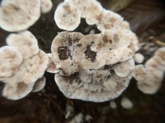 Phellodon confluens