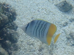 Chaetodon mertensii