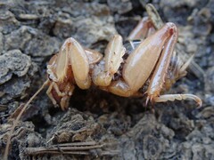 Ammopelmatus