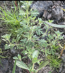 Leucospora multifida