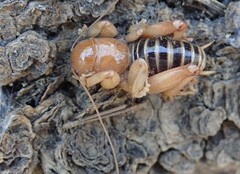 Ammopelmatus