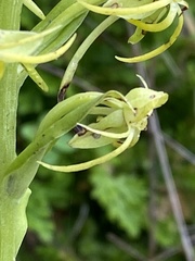 Habenaria novemfida