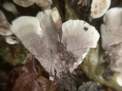 Phellodon confluens