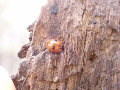 Adalia bipunctata