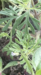 Leucospora multifida