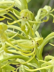 Habenaria novemfida