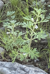 Leucospora multifida