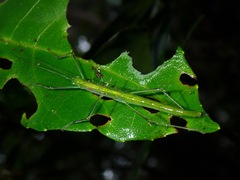 Paranecroscia