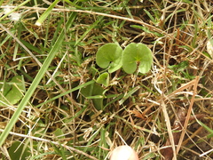 Dichondra