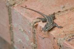 Sceloporus consobrinus