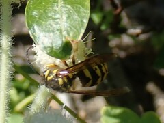 Vespula alascensis