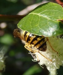 Vespula alascensis