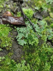 Riccia