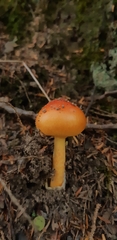 Amanita jacksonii