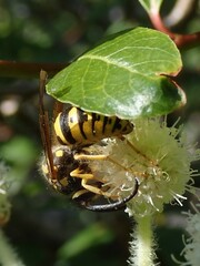Vespula alascensis