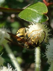 Vespula alascensis