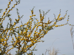 Vachellia caven
