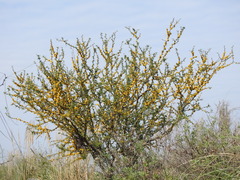 Vachellia caven